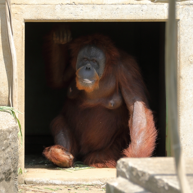 動物園の動物たちは、この暑さで開店休業中（市川市動物園）_b0291402_17542970.jpg