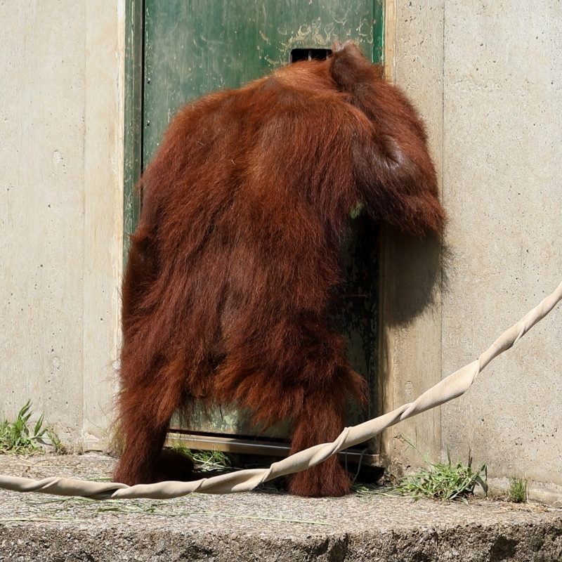 動物園の動物たちは、この暑さで開店休業中（市川市動物園）_b0291402_17543075.jpg