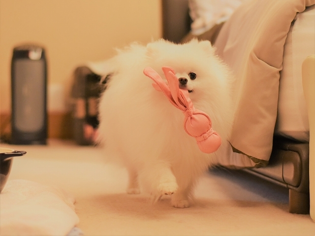 おやごころ_d0360206_19154270.jpg