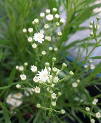 雪白柳葉友禅菊 : ひとりごと