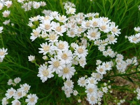 雪白柳葉友禅菊 : ひとりごと