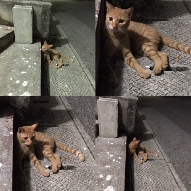 8月3日 ナーマ浜とネコ吉_b0158746_10524501.jpg