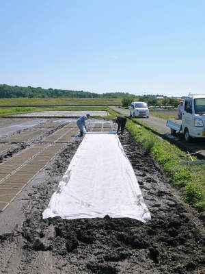 熊本県菊池市七城町『砂田のこだわりれんげ米』 成長の様子2021 令和2年度のお米は残りわずかです!_a0254656_20371171.jpg