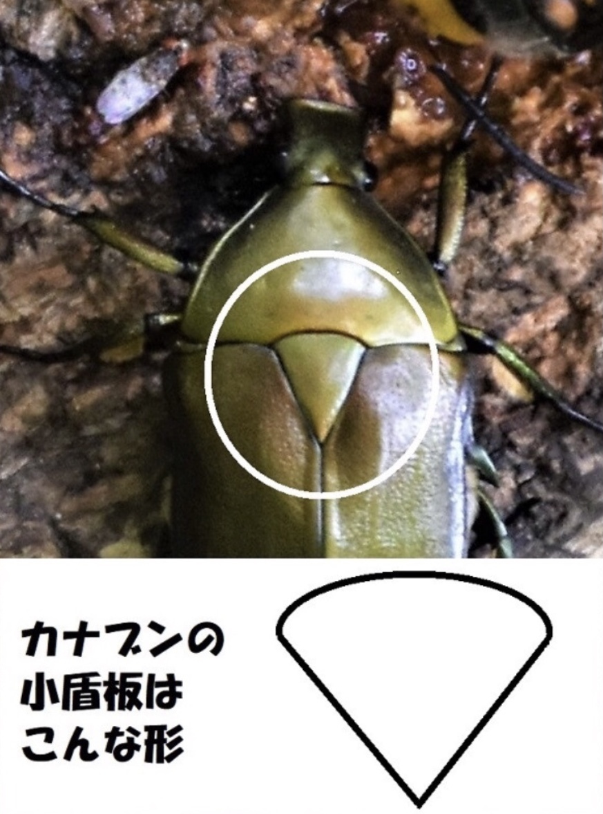 ☆ 黄金虫の住処となった柘植の木 ☆ 蓮・睡蓮解体 : REIKO GOGO日記