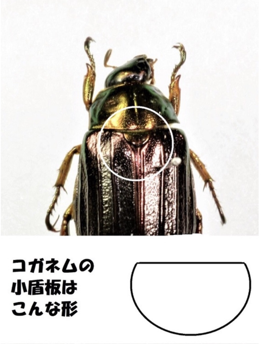 ☆ 黄金虫の住処となった柘植の木 ☆ 蓮・睡蓮解体 : REIKO GOGO日記