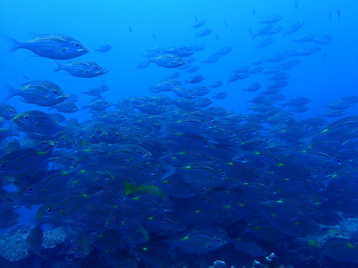 210803 南島周りでまったりと…_a0335173_17044501.jpg