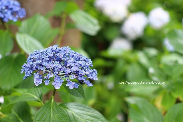 植物園に行ってきました①_a0134594_08594574.jpg