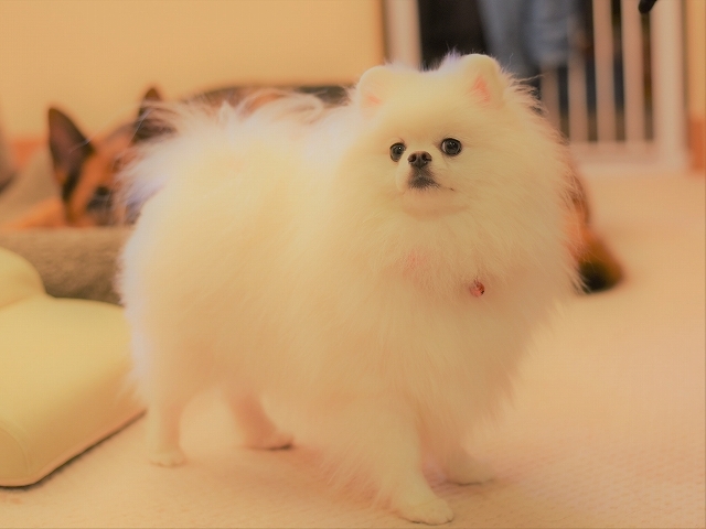 犯人は誰だ_d0360206_19493821.jpg