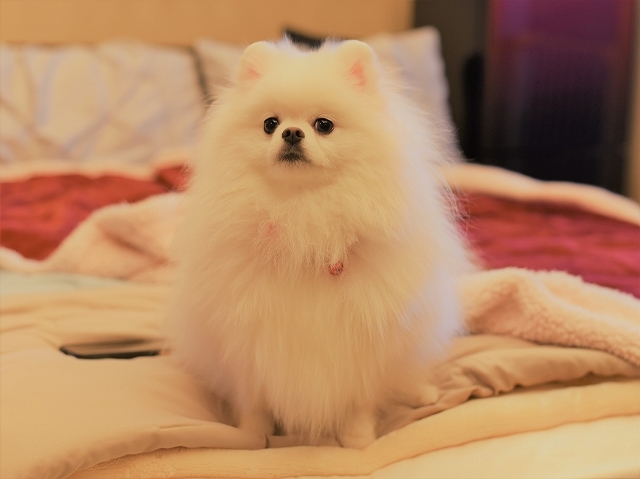 犯人は誰だ_d0360206_19494458.jpg