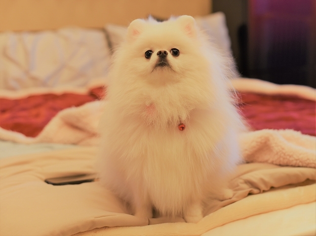 犯人は誰だ_d0360206_19494478.jpg