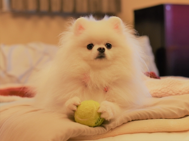 犯人は誰だ_d0360206_19494541.jpg