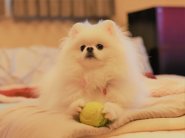 犯人は誰だ_d0360206_19494544.jpg