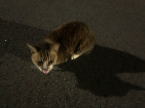 他にもよく会う3匹の猫がいますので またご紹介いたします Cafe Mimi 吉祥寺南町のフレンチカフェ 雑貨 他にもよく会う3匹の猫がいますので またご紹介いたします Cafe Mimi 吉祥寺南町のフレンチカフェ 雑貨