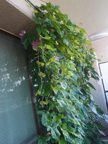 ベランダガーデニング 今日も朝顔咲いてます ふたりで暮らす