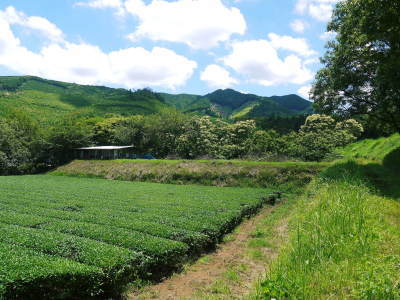 今年も完全無農薬で育てる熊本県菊池市産『水源キウイ』元気に成長中(2021)キウイは冬のフルーツです_a0254656_19193992.jpg