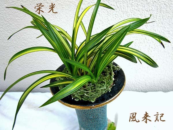 栄光　　　　　　　　　　　No.2113_d0103457_22584417.jpg