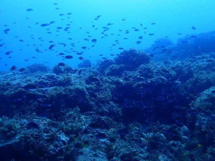 210804 見えるけど撮れないもどかしさ_a0335173_13402154.jpg