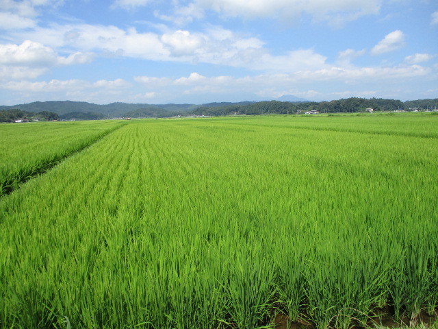 生育調査5回目 令和3年8月2日(目黒角田絆交流事業)_d0247484_13294019.jpg