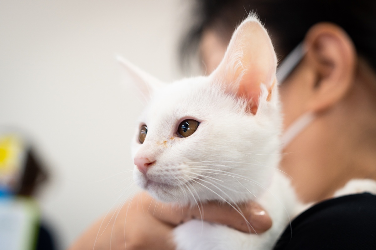 養子縁組を待つ子猫たち　(祝：100回目の譲渡会♪)_d0353489_00144777.jpg