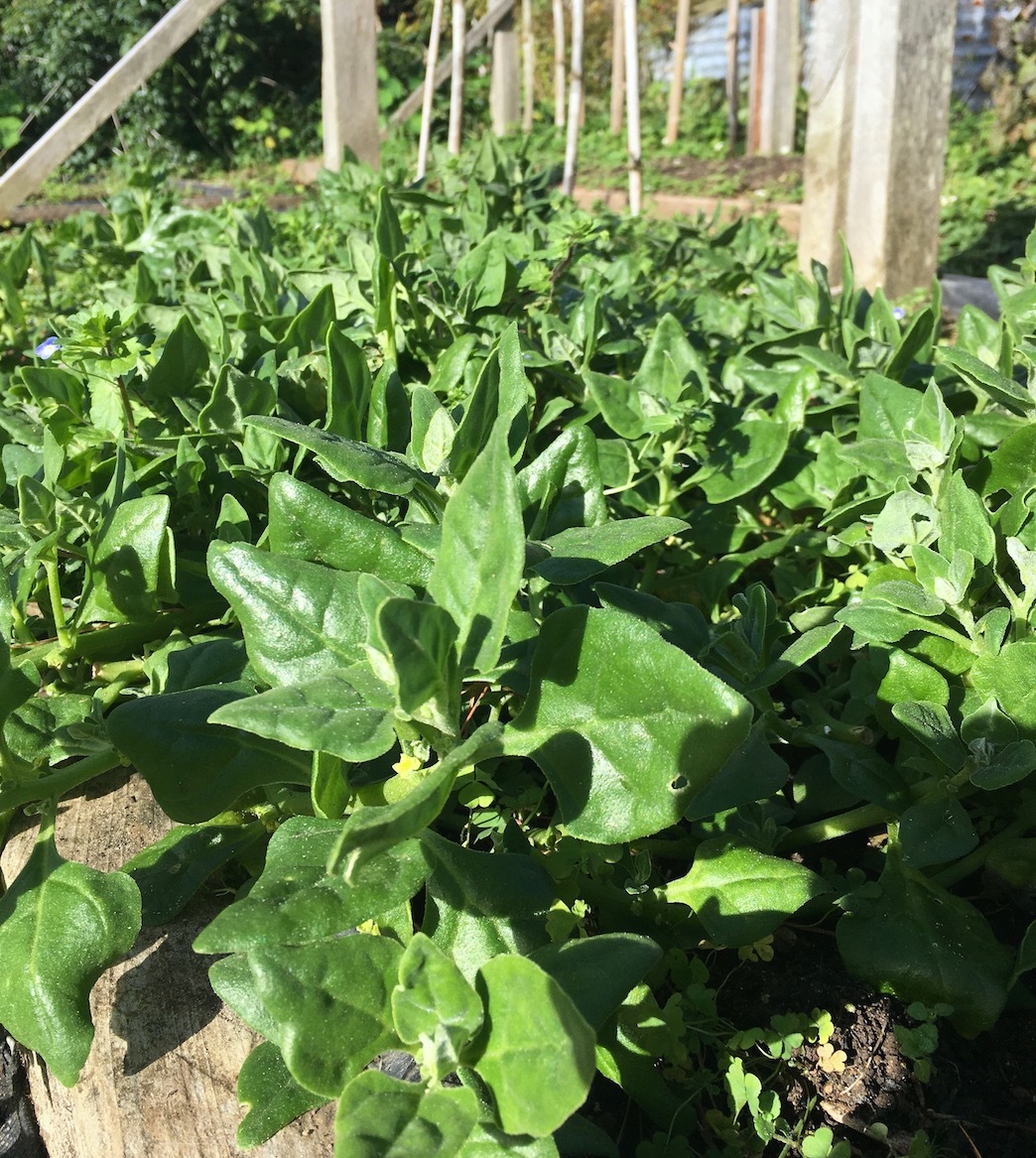 アメリカからニュージーランドへ