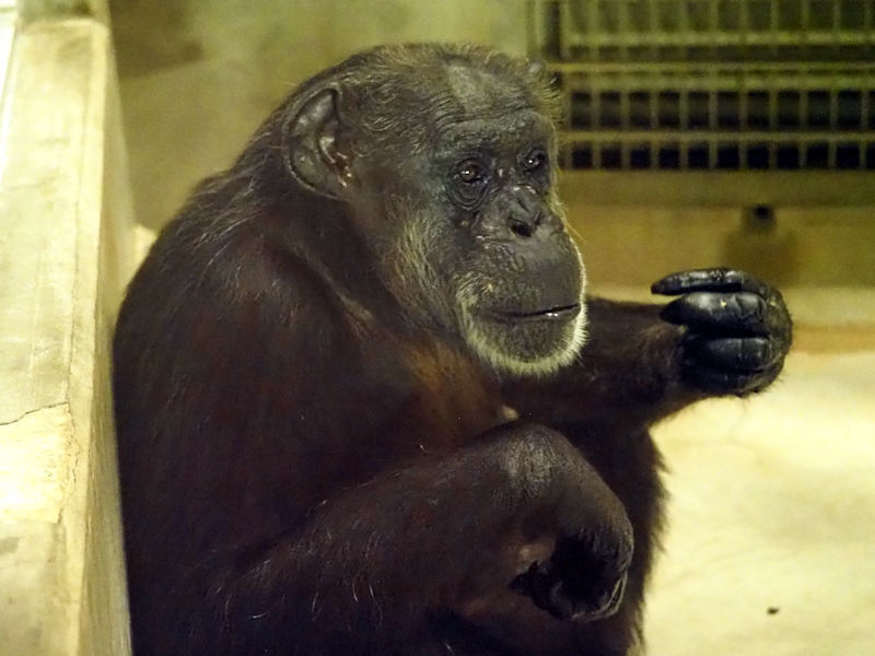 ボンタが見ている : 動物園放浪記 ボンタが見ている : 動物園放浪記