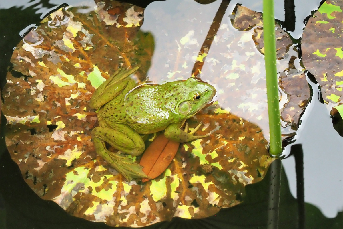 ウシガエル_a0347635_08430130.jpg