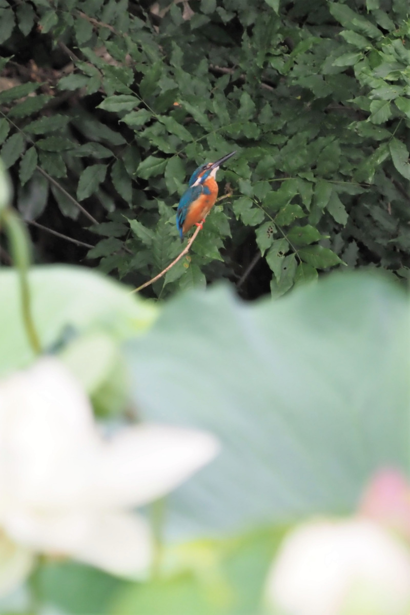 ウシガエル_a0347635_08490413.jpg