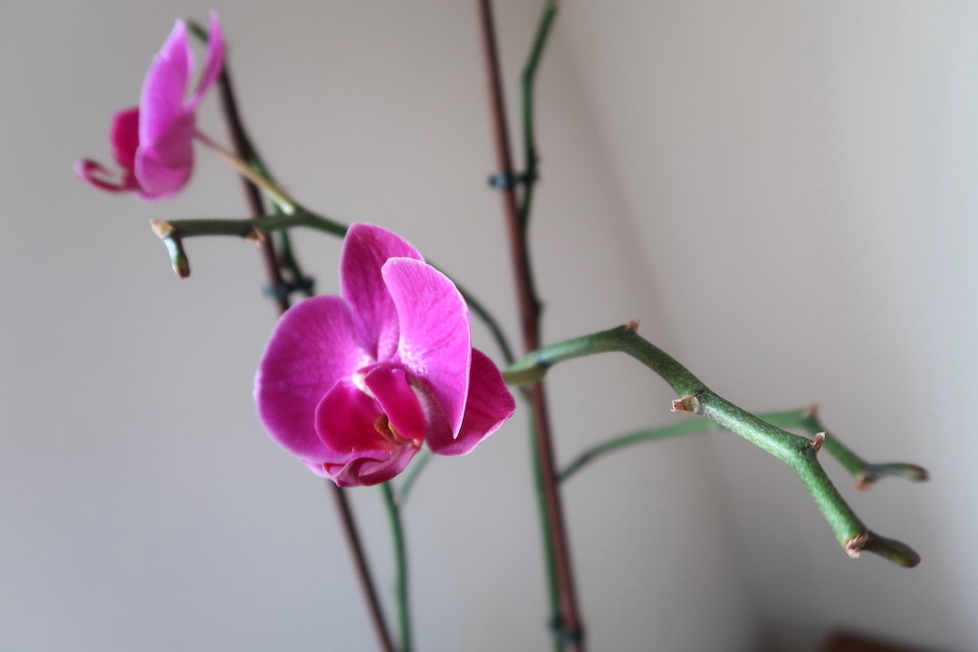 ありがとう蘭の花なおも咲く予感_f0234936_23533016.jpg