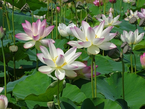 藤原京跡の蓮 彩の気まぐれ写真