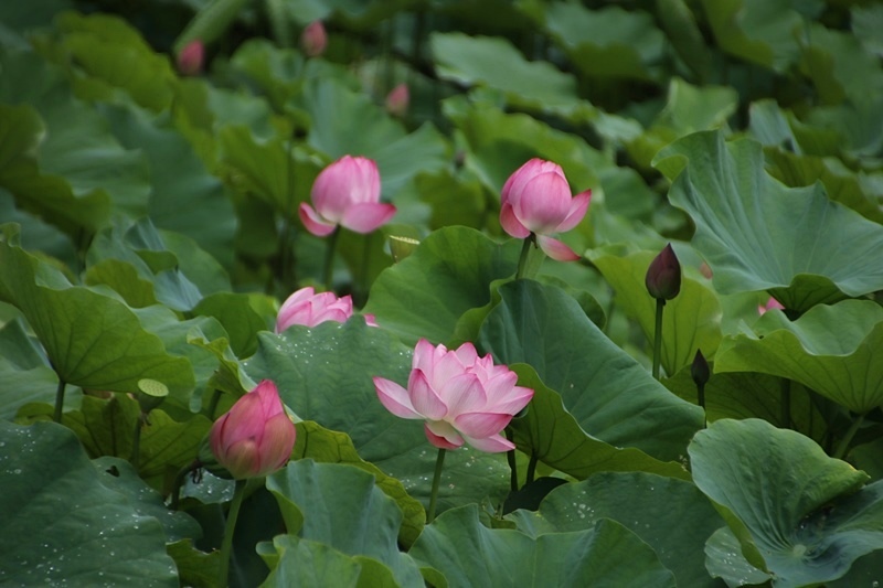二つ池の蓮の花 2 Happy Cafe Vol 2 二つ池の蓮の花 2 Happy Cafe Vol 2