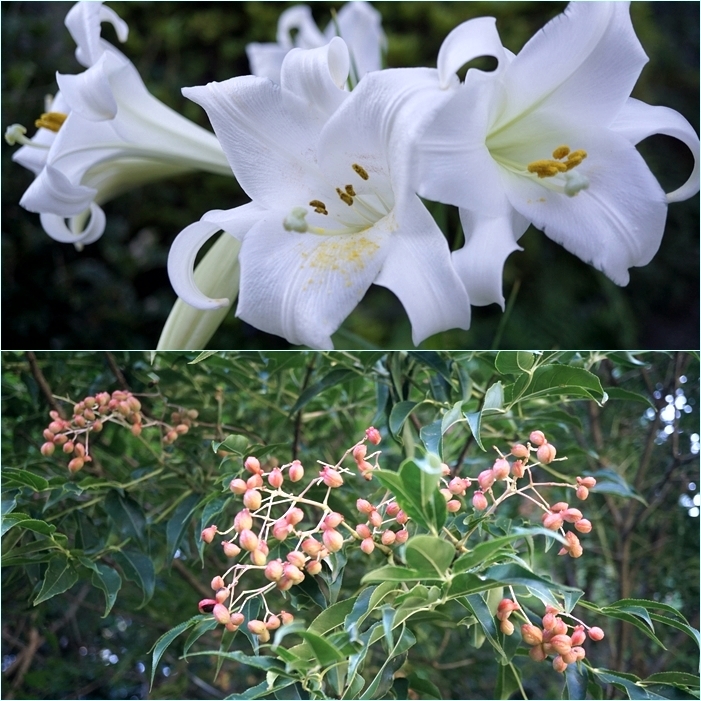 昭和の森へ早朝花散歩 そうだ 山に登ろう