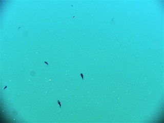 イカの幼生がヒラヒラと やすうら夢工房ブログ