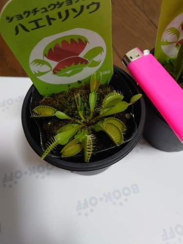食中植物_c0312371_13174787.jpg
