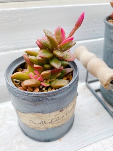 桜吹雪 初めての種が採れるまでのキロク*_f0348775_08215182.jpeg