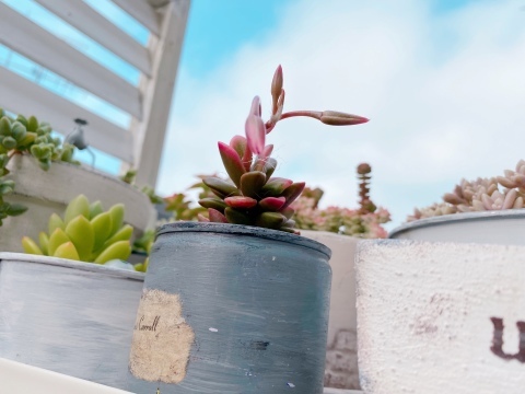 桜吹雪 初めての種が採れるまでのキロク*_f0348775_08255206.jpeg