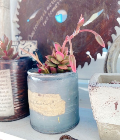 桜吹雪 初めての種が採れるまでのキロク*_f0348775_08265397.jpeg