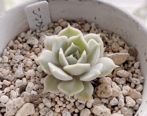 爽やかカラーの多肉ｻﾝ*_f0348775_11354443.jpeg