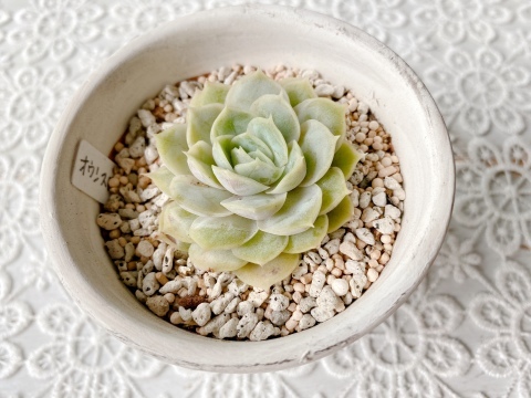爽やかカラーの多肉ｻﾝ*_f0348775_11364815.jpeg
