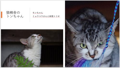 暑いときは動かない ご機嫌元氣 猫の森公式ブログ 暑いときは動かない ご機嫌元氣 猫の森公式ブログ