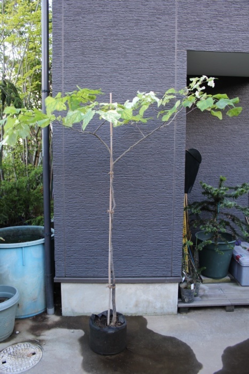 アメリカハナズオウ フローティングクラウド 販売 画像 写真