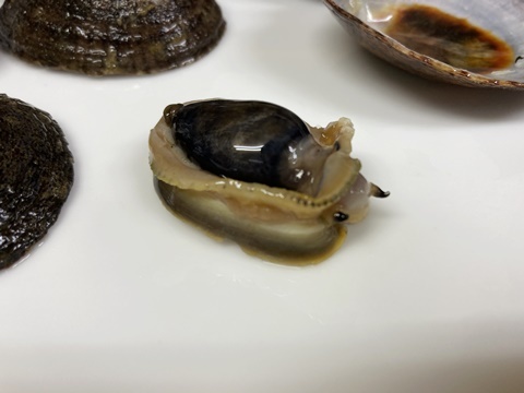 マツバガイ イル レオーネ 千林大宮駅近くのシェフソムリエのブログ