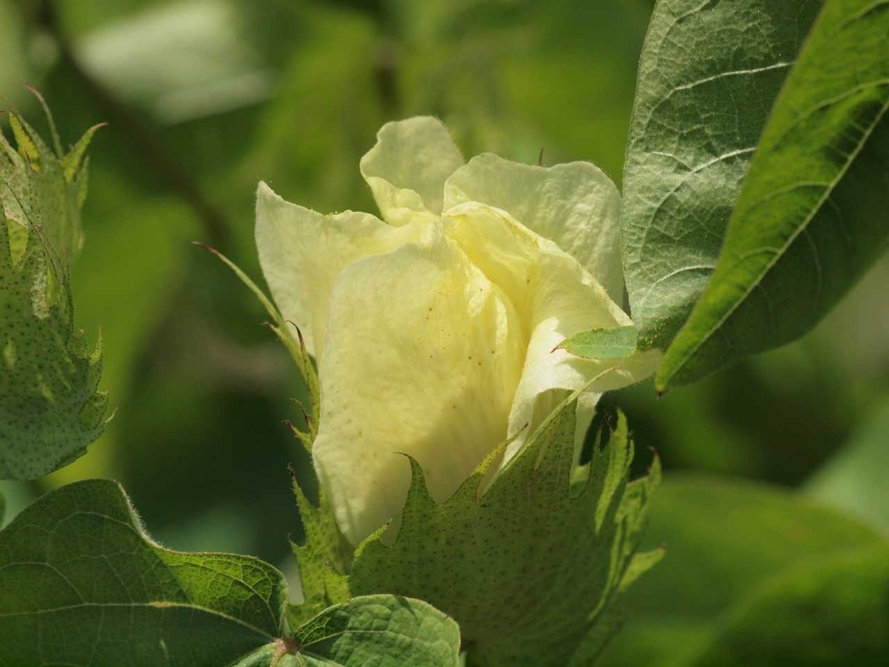 綿 ワタ の花2種と女郎花 オミナエシ や男郎花 オトコエシ 等の花達から 自然風の自然風だより 綿 ワタ の花2種と女郎花 オミナエシ や男郎花 オトコエシ 等の花達から 自然風の自然風だより