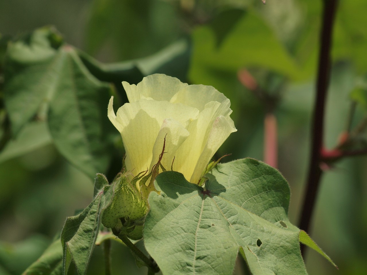 綿 ワタ の花2種と女郎花 オミナエシ や男郎花 オトコエシ 等の花達から 自然風の自然風だより 綿 ワタ の花2種と女郎花 オミナエシ や男郎花 オトコエシ 等の花達から 自然風の自然風だより