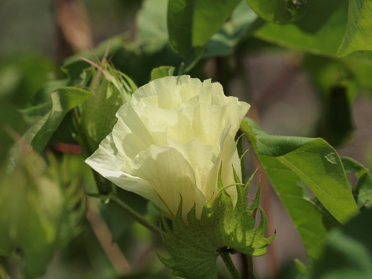 綿 ワタ の花２種と女郎花 オミナエシ や男郎花 オトコエシ 等の花達から 自然風の自然風だより