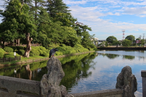 朝の散歩は松が岬公園　２０２１．８．７_c0075701_06491284.jpg