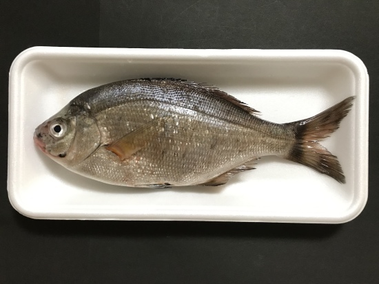 ウミ タナゴ の煮付け 塩焼き ぼっちオバサン食堂