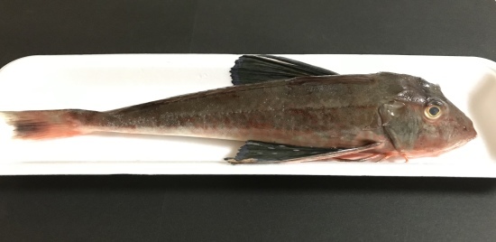 ほうぼうの煮付け リベンジ ぼっちオバサン食堂
