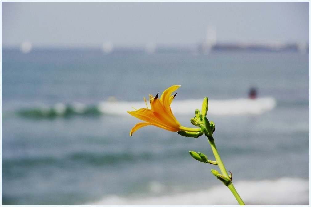 海辺に咲く花_c0352813_10435842.jpg