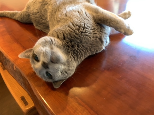 今日は笑来の血液検査デー_c0125114_16564891.jpg