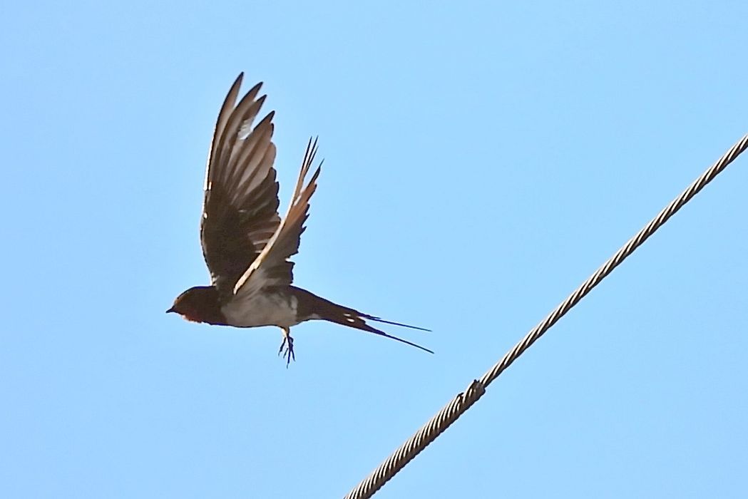 朝撮り ツバメ&ハト_a0031821_07561706.jpg